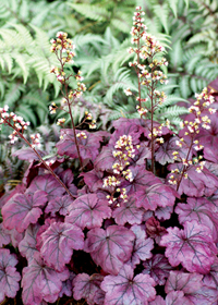 Heuchera 'Plum Royale'